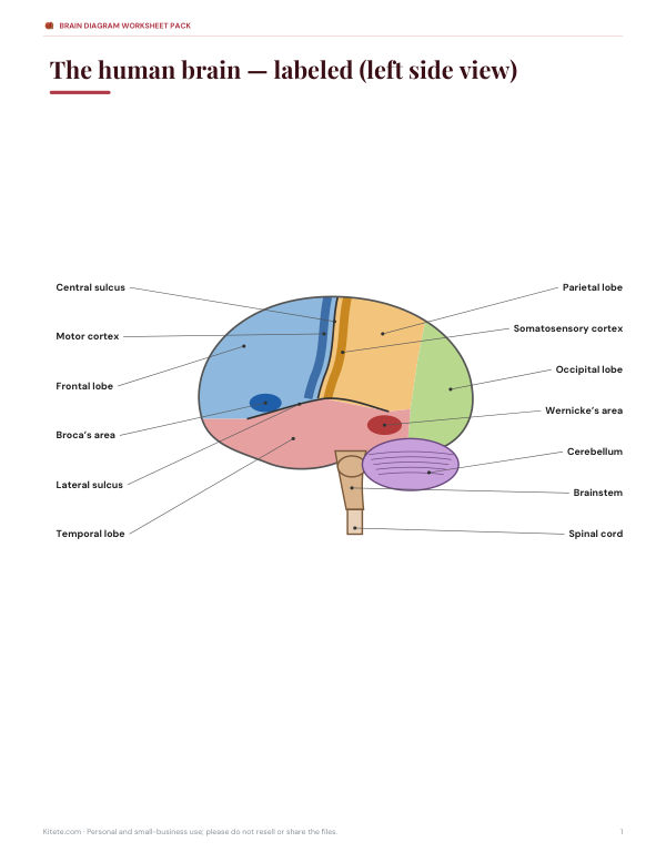 Preview of Printable Brain Labeled Diagram